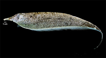 2760_University of Antioquia_Magdalena Knifefish_Apteronotus magdalenensis.jpg